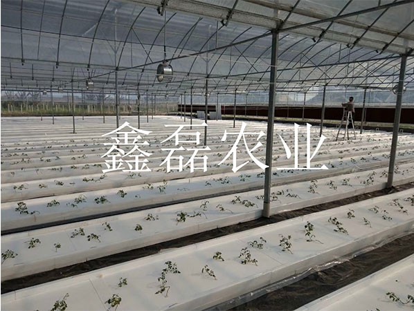 花卉、育苗基地